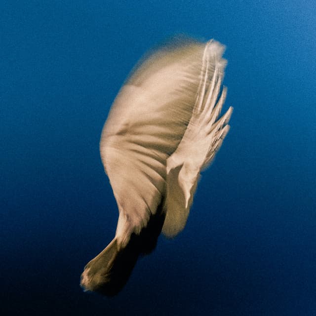 Dear Friend (Orchestral Suite) — SWIM